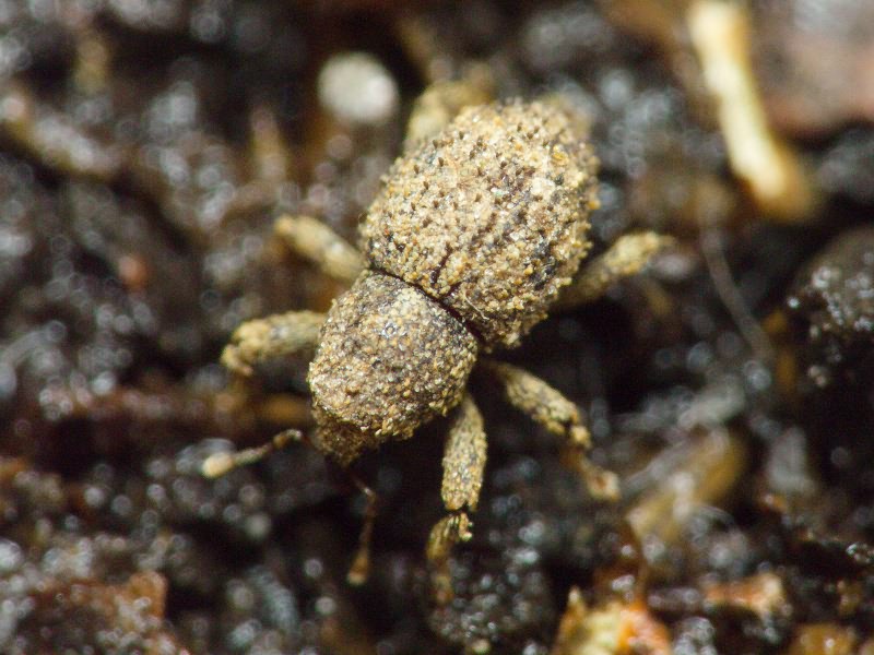 Acalles (Acalles) echinatus (Germar, 1824)